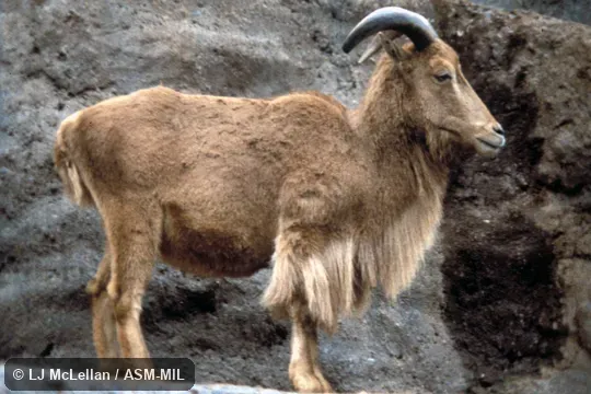 Side view of animal standing.  Also as Barbary Sheep.
