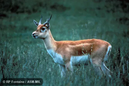 Side view of young male.  Antilope cervicapra rajputanae.  Also as Indian Antelope.