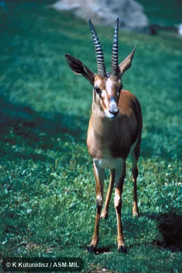 Front view of adult male.  Also as Edmi Gazelle.