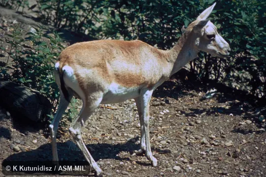 Side view of female.  Gazella subgutturosa subgutturosa.  Also as Persian Gazelle.
