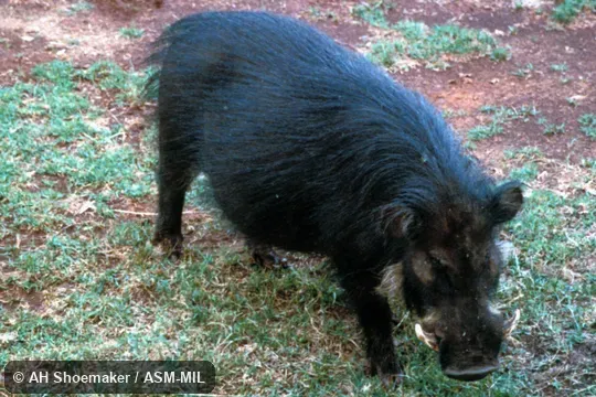 Oblique view (dorsal of head), at salt lick