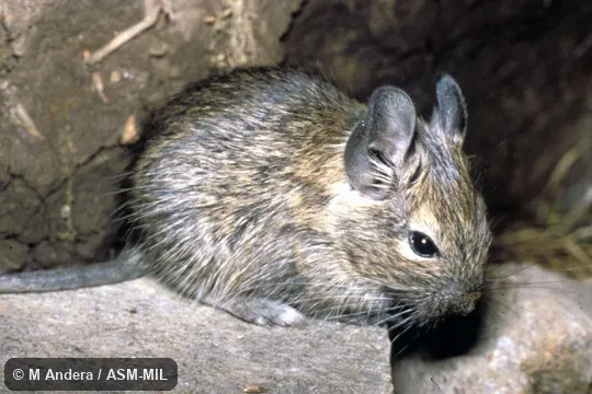 Oblique view.  Also as Degu.