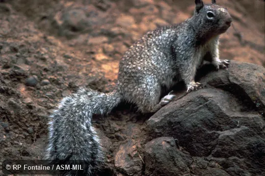 Oblique view.  Formerly Spermophilus variegatus