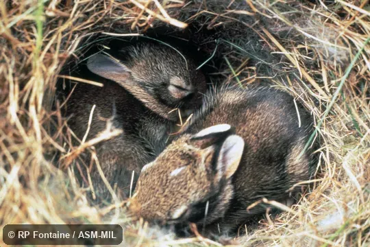 Sylvilagus floridanus mallurus.  Dorsal and lateral views of two young in nest.  Also as Florida Cottontail.