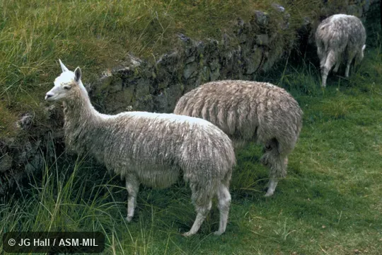 Side view.  Complicated hybrid with Lama glama.  Also as Vicugna vicugna or Vicugna pacos.