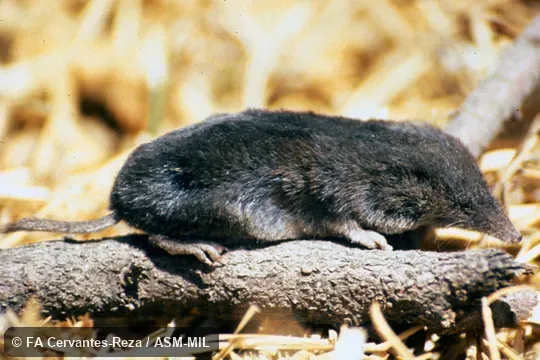 Side view.  Formerly Soricomorpha.  Formerly Cryptotis parva soricina.