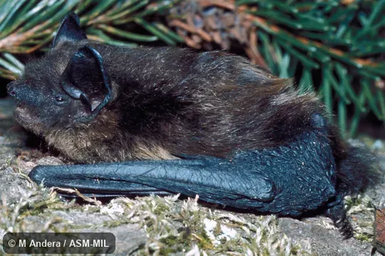 Side view, close-up.  Formerly Eptesicus nilssonii.  Also as Northern Bat.