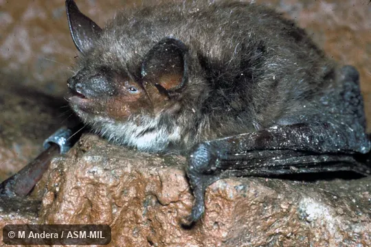 Oblique view, close-up of head and body.  Also as Pond Bat.