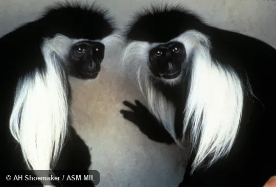 Side view, close-up of two individuals.  Colobus angolensis palliatus, Peter's Angolan Colobus.  Also as Angola Colobus|Angolan Black-and-white Colobus.
