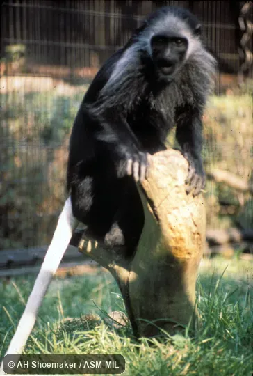 Frontal view.  Also as Ursine Black-and-white Colobus|Western Black-and-white Colobus|Western Pied Colobus.