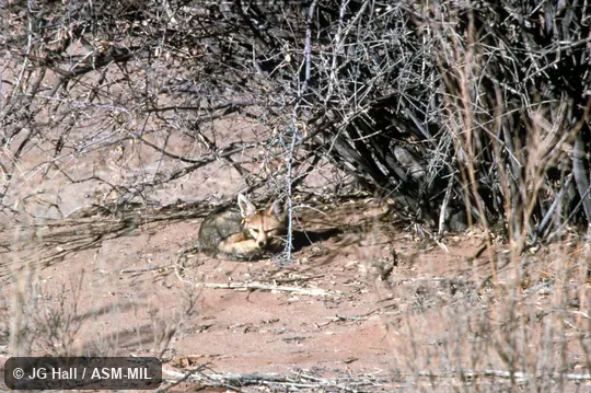 Resting under bush.  Also as Silver Fox.