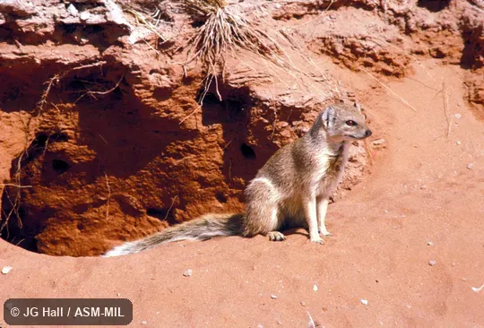 Side view, sitting at burrow entrance