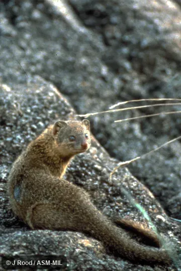 Resting on rock.  Formerly Galerella sanguinea.