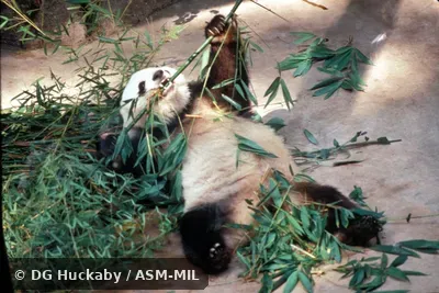 Lying on back, eating bamboo using "thumb"