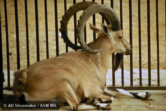 Side view of adult male, resting.  Also as Middle Eastern Ibex.