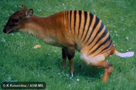 Side view of female.  Also as Zebra Duiker.  Formerly Cephalophus zebra.