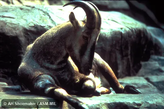 Adult male at rest.  Formerly as Hemitragus hylocrius.