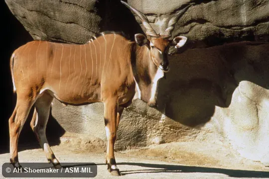 Side view of adult male giant eland from Central African Republic, Tragelaphus derbianus gigas.  Formerly Taurotragus derbianus.  Also as Derby Eland|Lord Derby's Eland|Eastern Giant Eland.