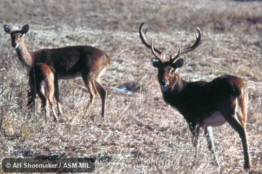 Male, female, young. Rucervus eldii thamin. Also as Cervus eldii thamin or Panolia thamin, Burmese Brow-antlered Deer|Thamin. Male, female, young. Rucervus eldii thamin. Also as Cervus eldii thamin or Panolia thamin, Burmese Brow-antlered Deer|Thamin.