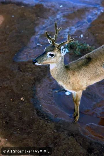 Male with antlers in velvet