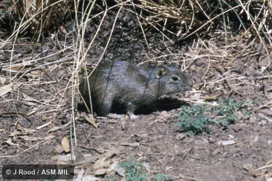 Side view.  Formerly as Galea musteloides, Common Yellow-toothed Cavy.